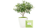 OLIVE TREE IN CERAMIC POT