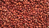 Groundnut