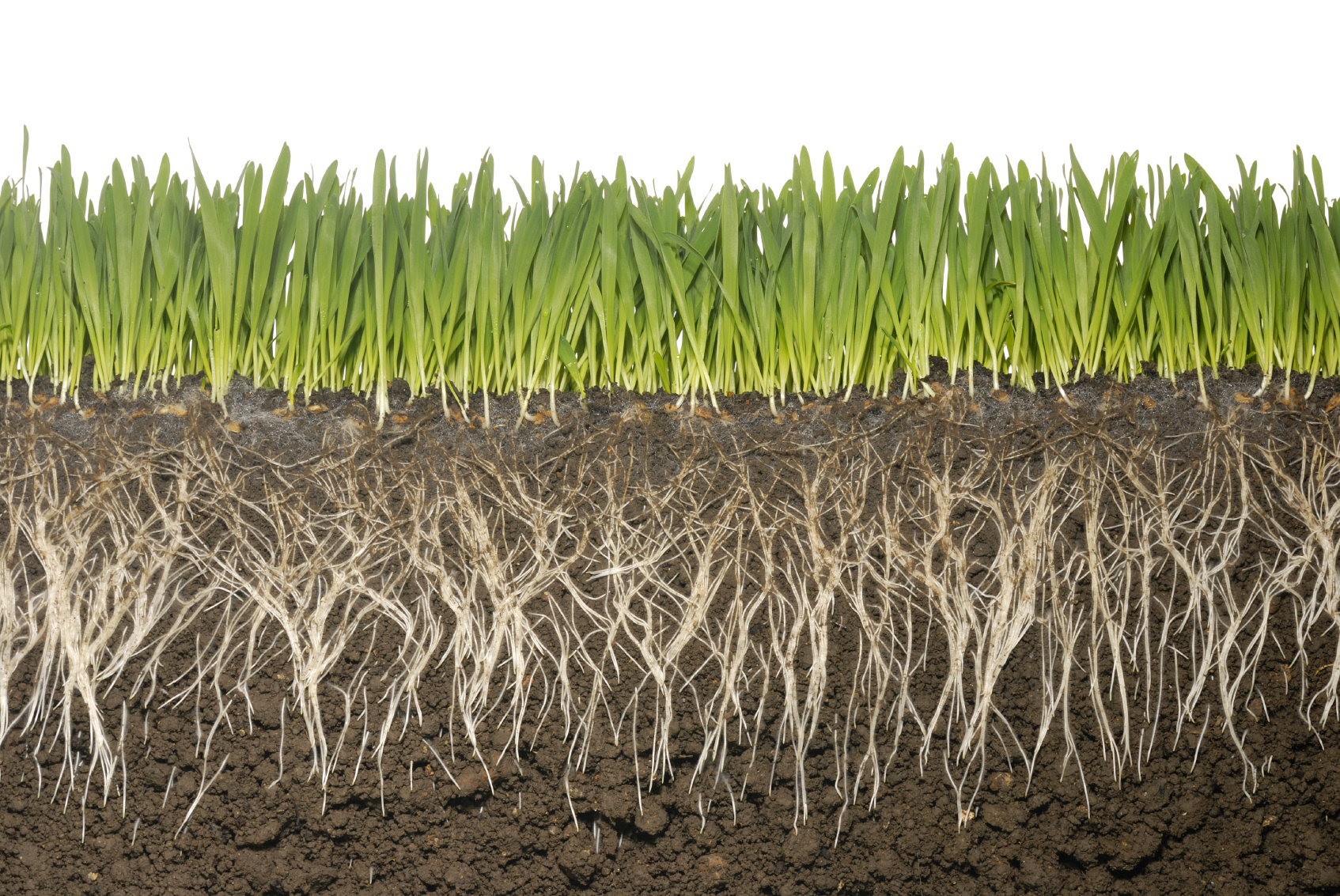 растения укрепляющие почву